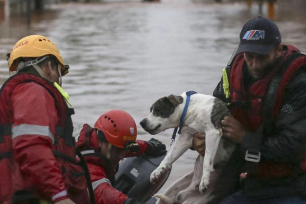 Veja como apoiar ONGs de resgate de animais no Rio Grande do Sul