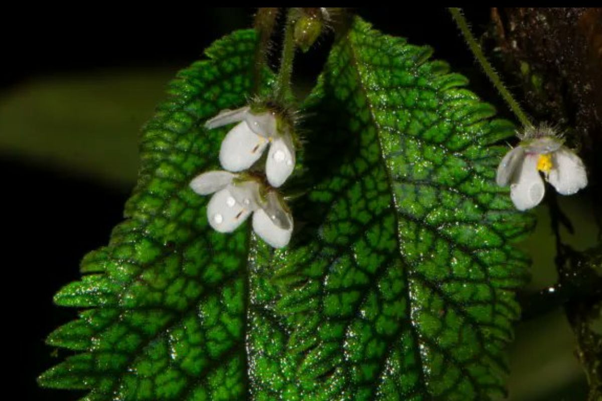 Flor sobrevivente de desmatamento é considerada nova espécie