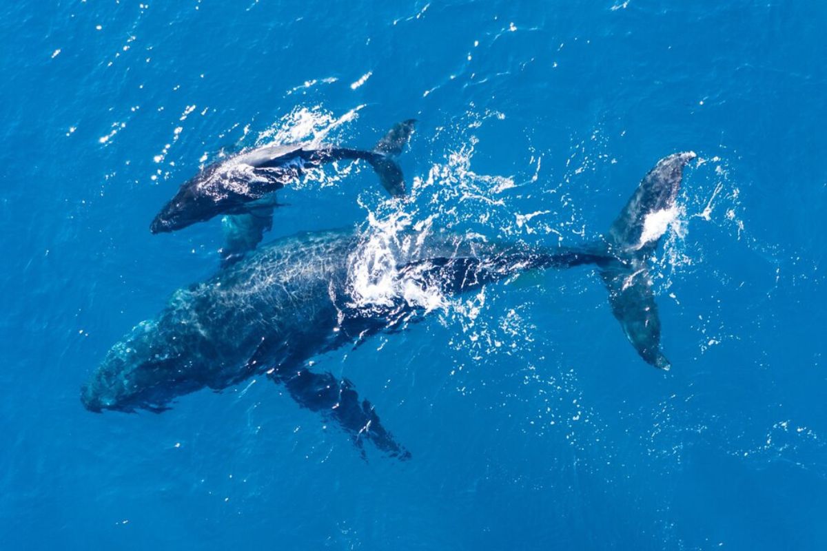 Carcaças de baleia à deriva podem trazer benefícios à natureza; entenda