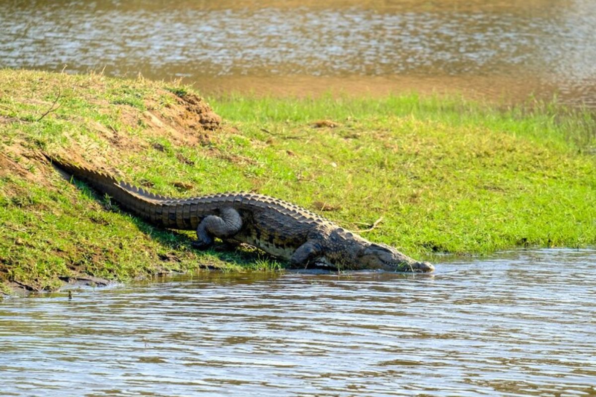 Criança desaparece em águas com crocodilos e buscas acontecem