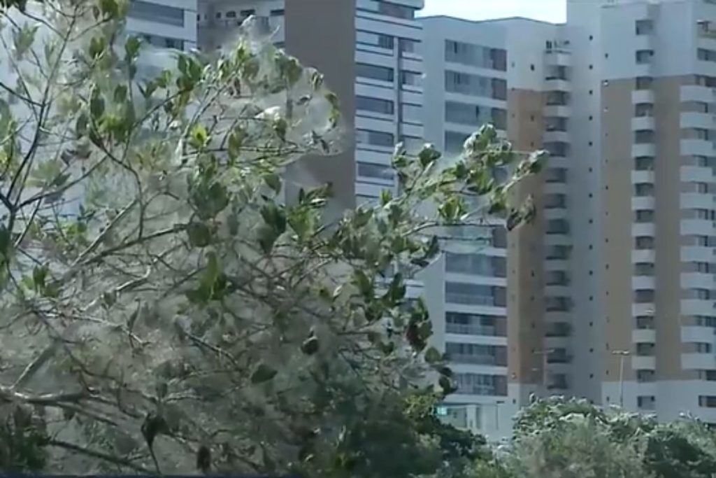 Aranhas tomam conta de ponto turístico em cidade brasileira; veja