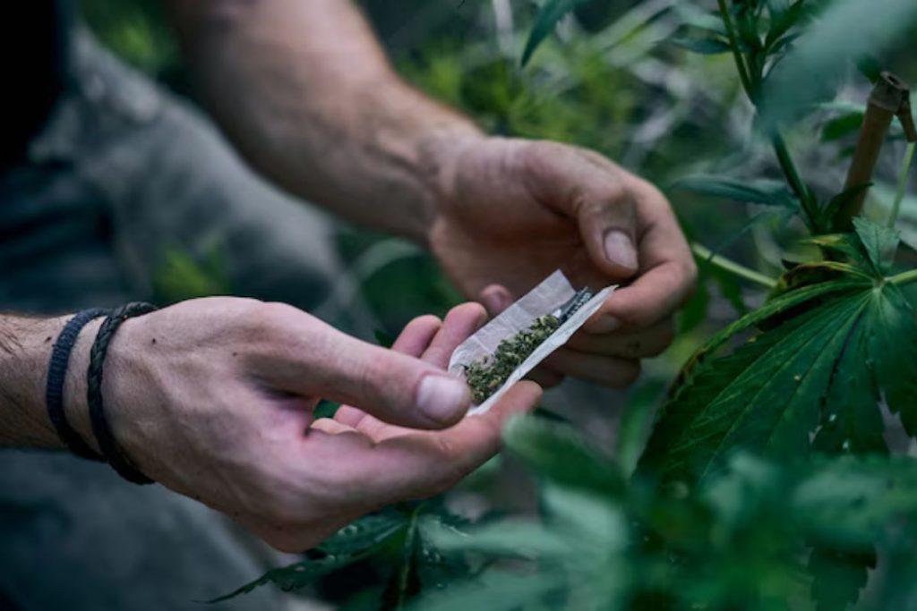 Maconha sintética causa 2 casos de intoxicação por dia