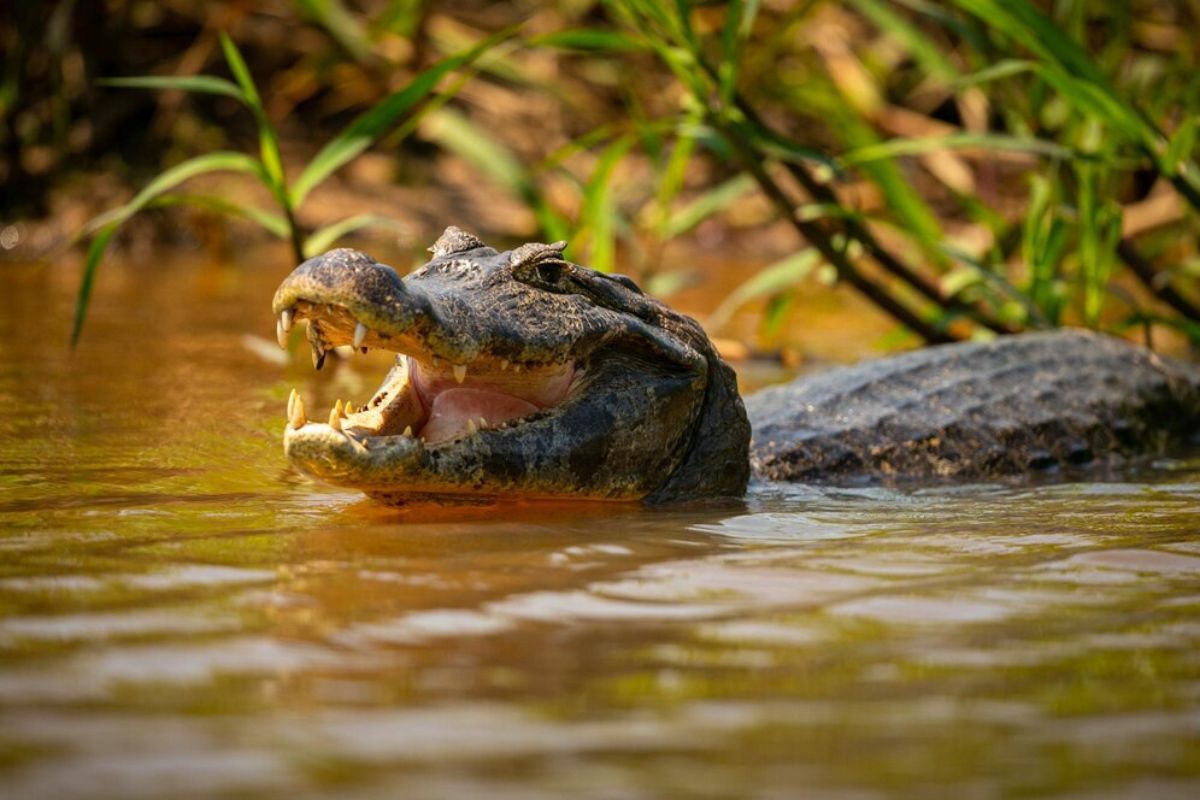 Pantanal poderá ter a maior crise hídrica em 40 anos; entenda