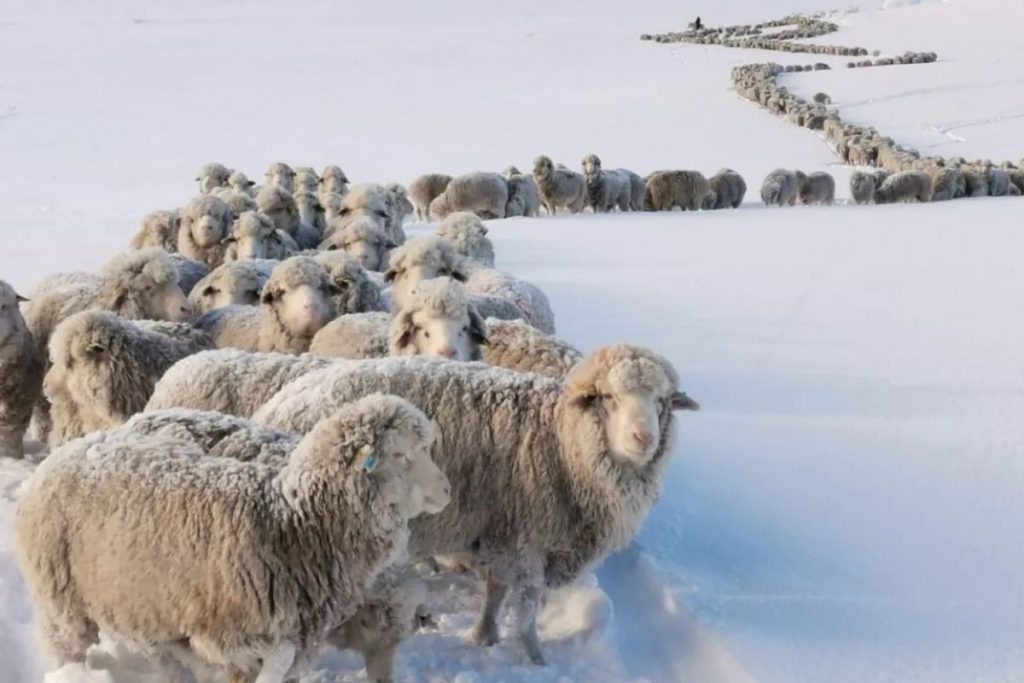 Frio extremo congela animais na Patagônia; entenda