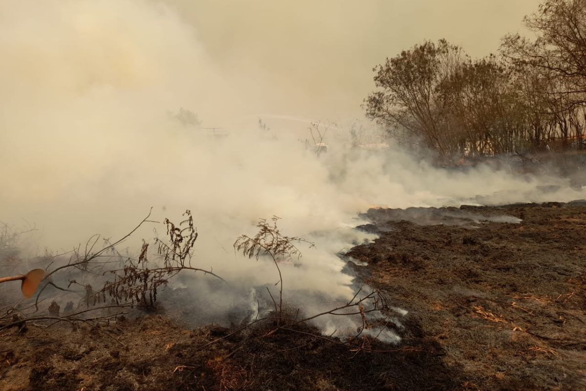 Presidente do Ibama afirma que ainda não há indícios que incêndios foram coordenados