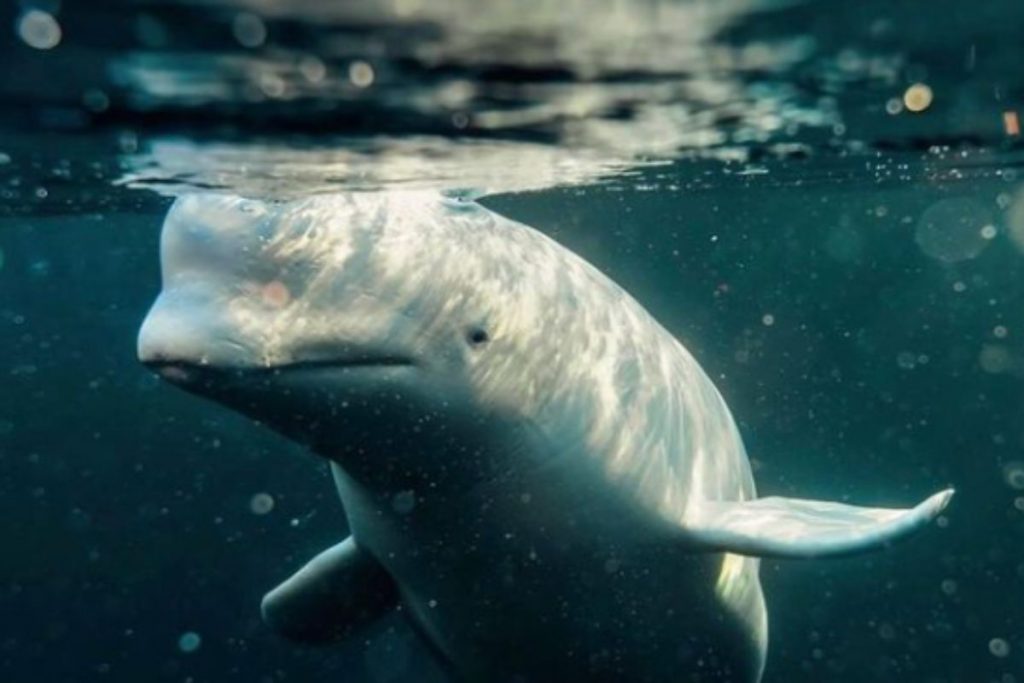 Famosa baleia beluga é encontrada morta na Noruega; Entenda