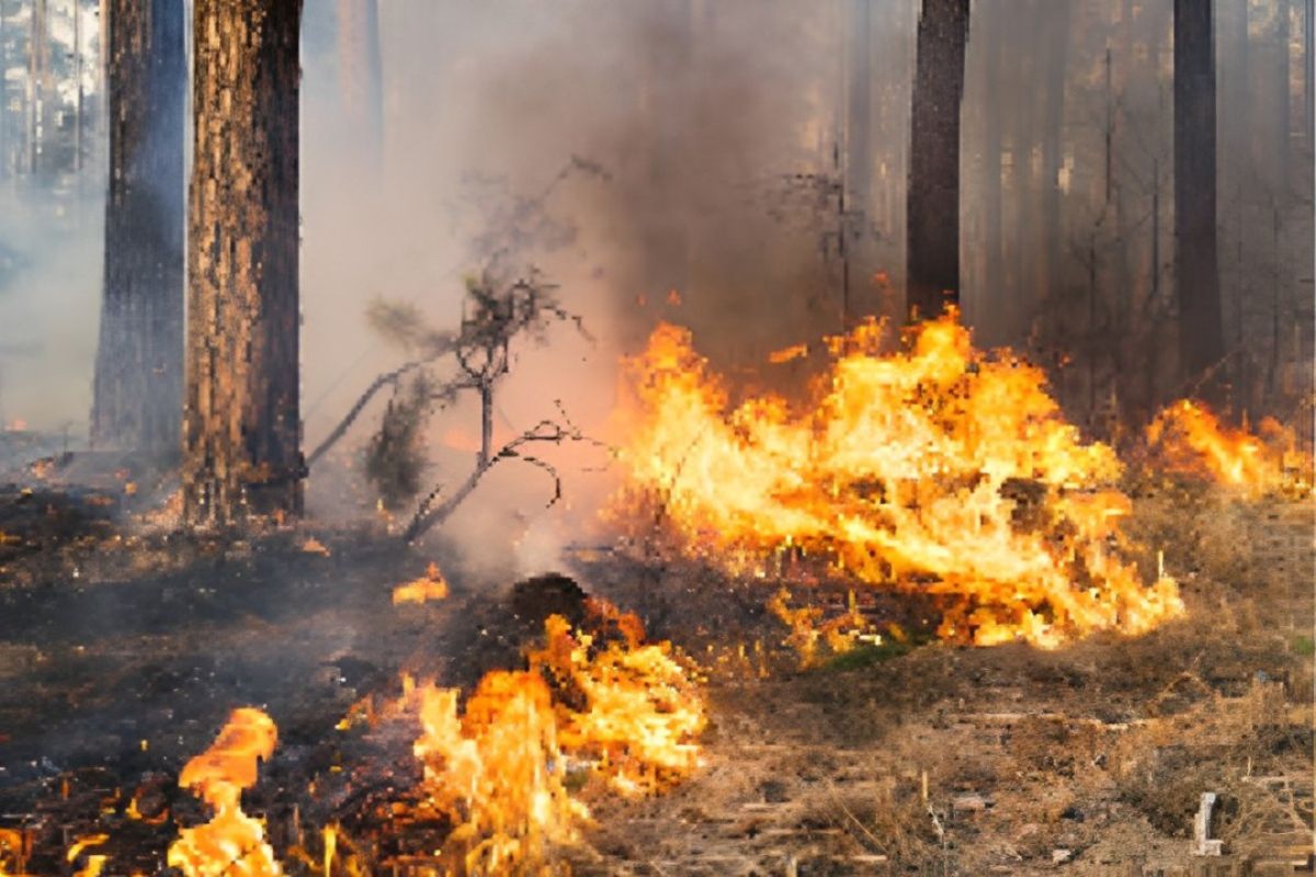 Brasil atualmente concentra 76% dos incêndios na América do Sul