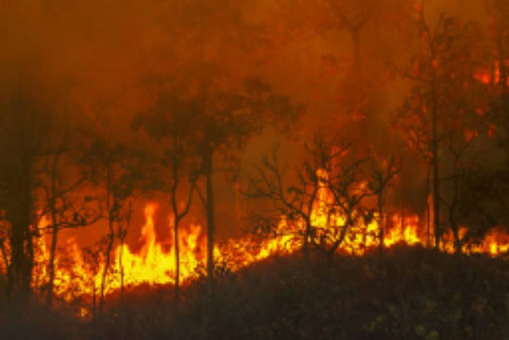 Urgente! Fogo no interior de SP atinge área preservada; Confira