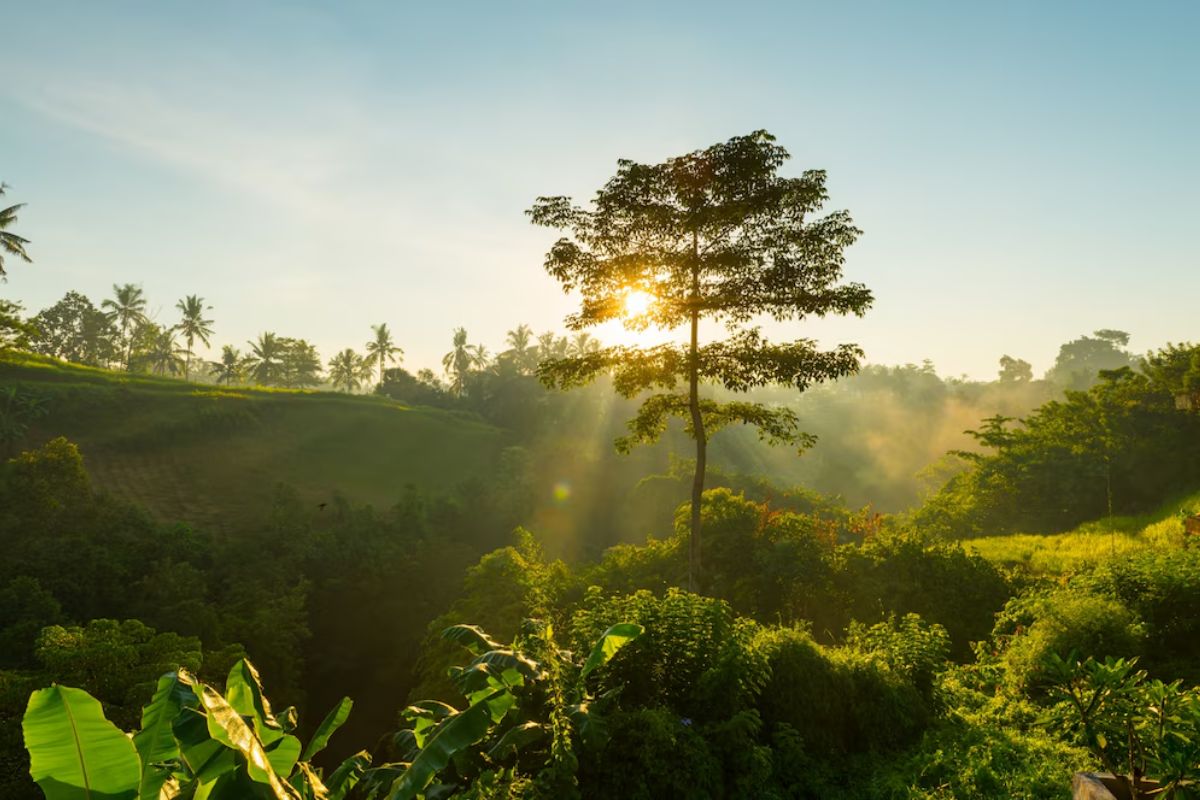 COP16 explicita que países ricos dificultam dinheiro para biodiversidade