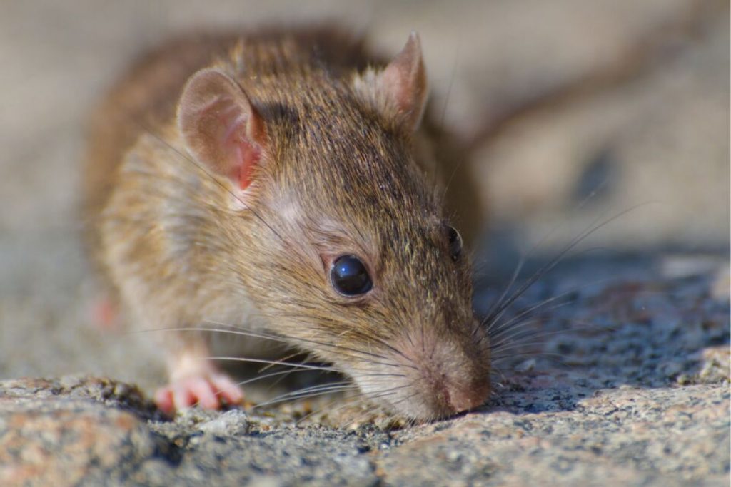 Ratos usam fêmeas para escaparem de brigas; saiba mais