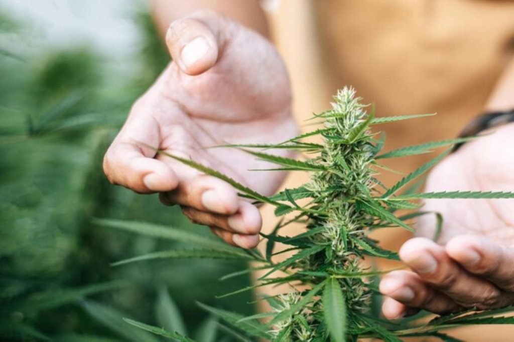 STJ avalia permissão para cultivo de cannabis medicinal no Brasil