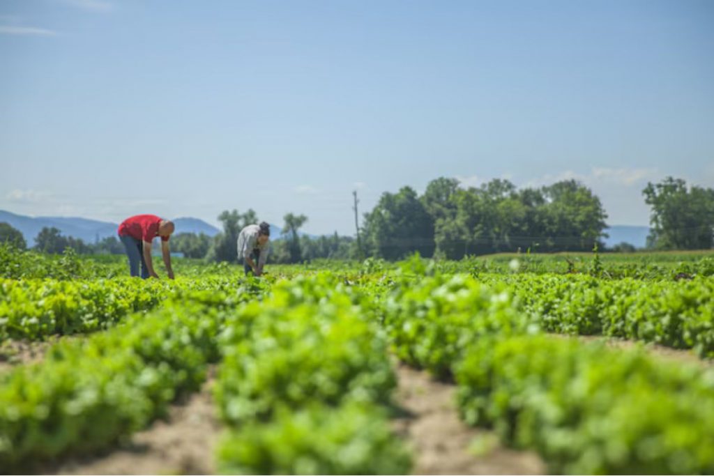 Governo lança programa para ajudar pequenos produtores endividados