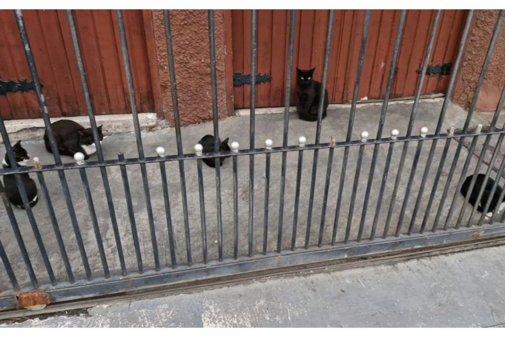 gatos abandonados na Barra Funda